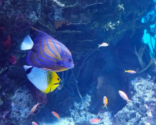 Does Snorkeling Equipment Color Affect Aquatic Life?